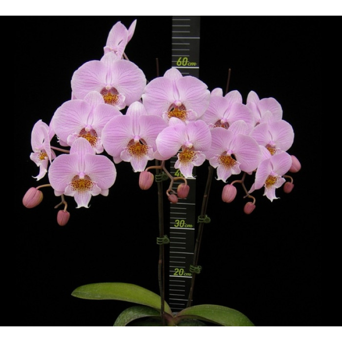 Орхидея Phal. Younghome Princess 0178 big lip - купить, доставка Украина